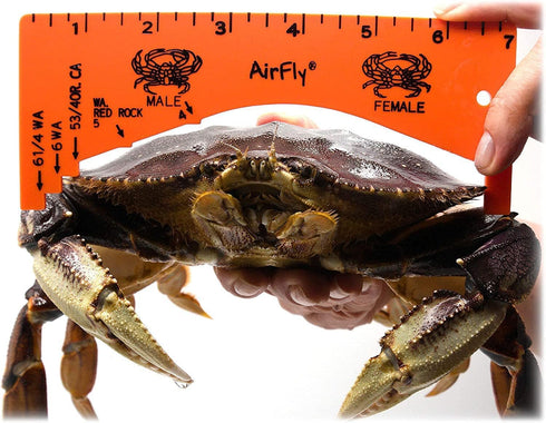 AirFly Crab and Lobster Gauge - Measure for Dungeness, Rock Crab, Blue Crab - Designed in San Francisco, USA