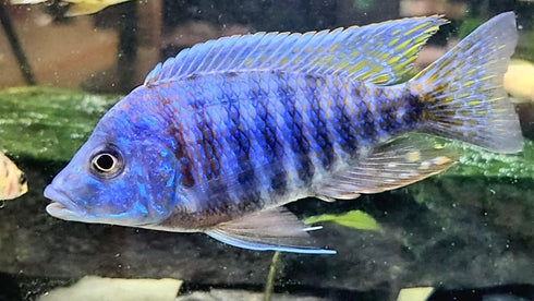 S&C AQUATICS (32oz 2 LBS) A8 MINI Beefheart & Soft BIT Mix,Beef Heart,Discus Food,Angel Fish Food,Cichlids