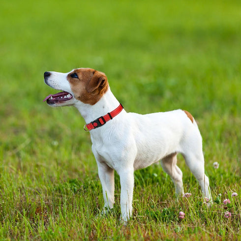 Taglory Reflective Dog Collar S, Red with Safety Locking Buckle, Adjustable Nylon for Small Dogs Female Male