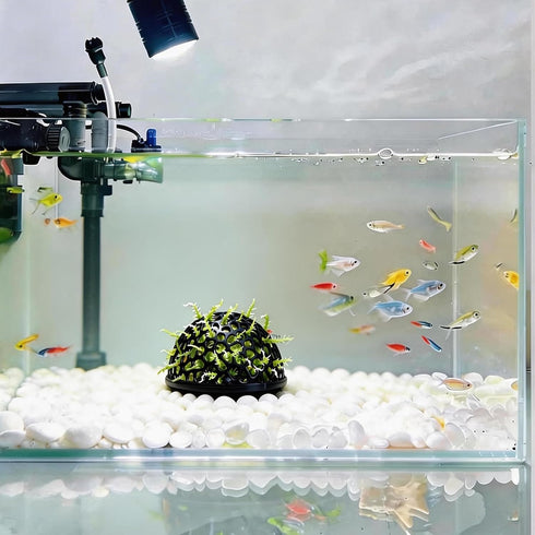 Wzttdm 4 PCS Shrimp Dome Hide, Aquarium Shrimp Cave Hideout, Shrimp Hides for Aquarium Small Fish Guppy Shrimp Habitat