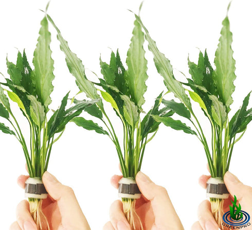Spathiphyllum Wallisii 3-Pack Peace Lily Live Semi-Aquatic Plants for Terrarium Paludarium Easy