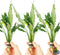 Spathiphyllum Wallisii 3-Pack Peace Lily Live Semi-Aquatic Plants for Terrarium Paludarium Easy