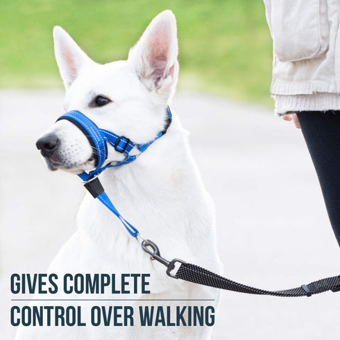 GoodBoy Dog Head Halter with Safety Strap, Padded Headcollar for Small Medium and Large Dogs, Size 4, Blue Nylon