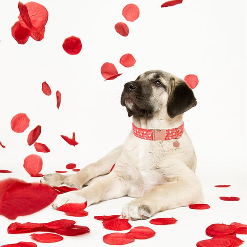Valentine's Day Dog Collar, Red Heart Collar for Small Medium Large Dogs, Wedding Collar with Metal Buckle, XL