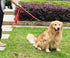 10 FT Traffic Leash with 2 Handles, Reflective Dog Leash for Large Medium Dogs, Easy Control Training Lead, Black