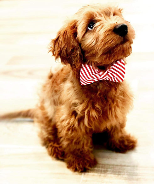 Lionet Paws Christmas Dog Collar with Bowtie - Durable Adjustable Handmade Collar for Large Dogs
