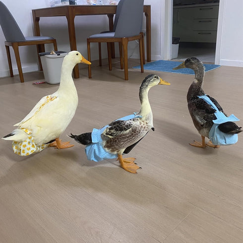 BestParts L(3.31-8.82pounds), 1, Count) Adjustable Diaper Waterproof Reusable Diapers, Cloth Diaper Wearable Poultry