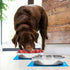 Shallow Dog Food Bowls, Non-Slip Food Grade Stainless Steel for Large Dogs - 8 Cups / 2 Quart (2 Pcs)