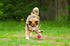 Snug Rubber Dog Balls (3 Pack) - Tennis Ball Size, Virtually Indestructible for Small and Medium Dogs
