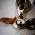 Puppy Dog Bowl - Stainless Steel Multiple Puppies Feeder, Basic Food and Water Bowls for Small, Medium, Large Dogs
