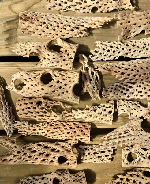 14x4x4 1 12", 10-15 Teddy Bear Cholla Wood Shards Natural Hermit Crab Treats & Habitat Enrichment for Reptiles, Fish