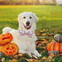 Lionheart Glory Halloween Dog Collar, Adjustable Fall Collar with Pink Bowtie for Large Dogs, Pumpkin Design