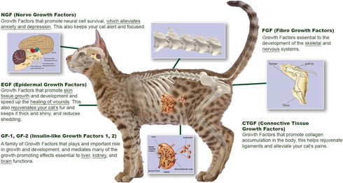 Feline Peptides, Life Extending Cat Supplement, Immune, Joint, Skin and Coat Supplement for Cats, 60 Tablets