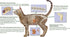 Feline Peptides, Life Extending Cat Supplement, Immune, Joint, Skin and Coat Supplement for Cats, 60 Tablets