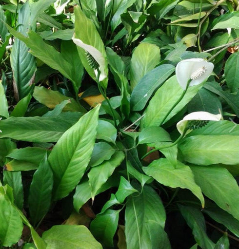 3-Pack Setup Spathiphyllum Wallisii Peace Lily Live Semi-Aquatic Plants for Terrarium Paludarium Easy