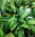 3-Pack Setup Spathiphyllum Wallisii Peace Lily Live Semi-Aquatic Plants for Terrarium Paludarium Easy