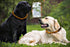 Baltic Amber Dog & Cat Collar with Adjustable Leather Strap - Raw Knotted Amber Beads for Dogs & Cats (40-45cm)