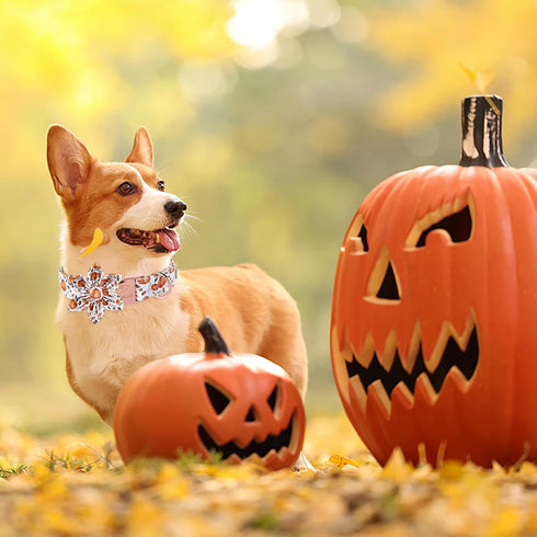 Halloween Dog Collars for Large Dogs with Flower Tie, Adjustable Pumpkin Collar for Small Medium Dogs, Boy & Girl