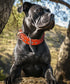Heavy Duty Genuine Leather Dog Collar, 2 inches Wide, Handmade, Soft, Luxury, Best for Large Medium Dogs, Orange
