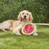 Booda Tail-Spin Flyer, 10" Diameter Floppy Dog Frisbee, Pack of 2