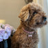 Rhinestone Pet Collar - Sparkling 3 Rows Crystal Diamond Adjustable Wedding Collar, Puppy Girl Bling Necklace for Small