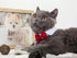 ZTON Handcrafted Adjustable Formal Pet Bowtie Collar Neck Tie for Dogs & Cats (L, Red)
