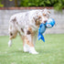 Huxley & Kent Slappies for Dogs | Jack Hammerhead (Small) | Squeak & Shake Toy, TPR Ball in Head
