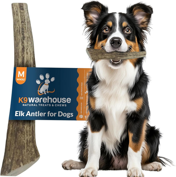 Natural Elk Antlers for Dogs - Premium Grade Long-Lasting Whole Deer Antler Chews for Aggressive Chewers - 1 Pack