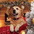 WHIPPY Christmas Dog Collar with Santa & Christmas Tree Pattern - Adjustable Collar for Small, Medium & Large Dogs