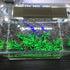 Smoothedo-Pets Aquarium Plants, 20pcs Small Size/1inch Tall Plastic Artificial Plant for Goldfish Waterscape.