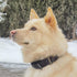 Adjustable Nylon Martingale Dog Collar, Comfort Silky Training Collar with Heavy Duty Metal D-Ring for Large Dogs
