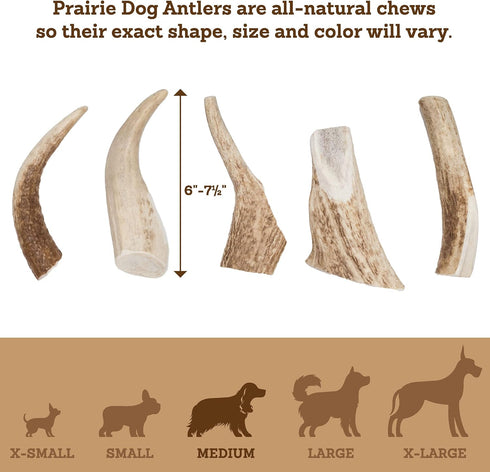 Prairie Dog Pet Products Colossal Elk Antler Treat for Dogs
