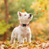 Adjustable MR. CHUBBYFACE Fall Dog Collar with Maple Leaves Design for Small Medium Large Dogs