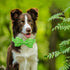 Lionheart Glory Dog Bow Collar - Cucumbers Print Adjustable Green Spring Collar for Large Dogs with Bowtie