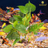 SunGrow Plastic Leaf Plant, Heavy-Duty Ceramic Base, Hiding Spot for Fish and Reptiles, 10 Inches