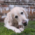 Beef Collagen Sticks for Dogs, 5 ct pack, Bully Stick and Rawhide Alternative, All Natural