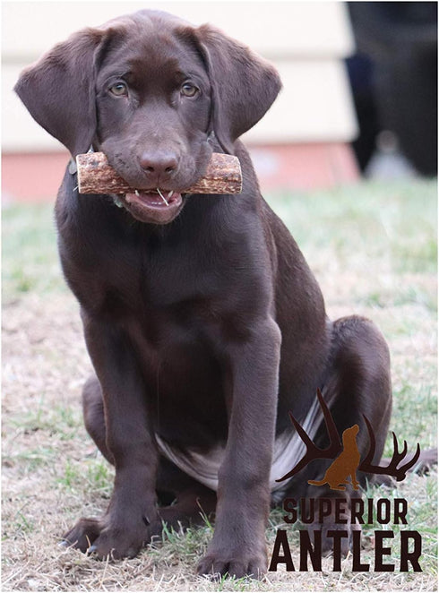 1-GIANT-JUMBO Whole Elk Antler for Dogs - All Natural Premium Grade A Chew for Dogs 60-90+ Lbs