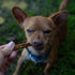 Loving Pets Natural Value Beef Sticks - Soft Jerky Dog Treats for Large & Small Breeds - Healthy Gluten, Wheat, Soy