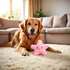 WaigN Pink Starfish Squeaky Dog Toy, Soft Plush Vocal Dog Plaything Pets Supplies Teddy Bichon, Squeaky Toys/Chew Toys