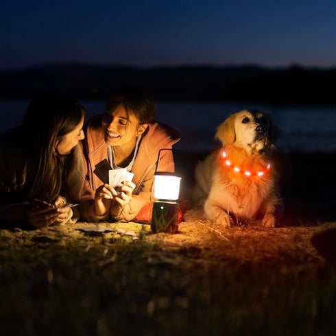 HIGO LED Dog Collar - Rechargeable Light Up Dog Collars, Lightweight Silicone Pet Safety Collar Lights for Night