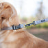Hyhug Pets Tough Basic Regular Collar for Medium Dogs, Unique Design with Adjustment Triglide Slide (Sleet Gray)