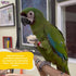 Birds LOVE Natural Cuttlebone – Premium Calcium & Trace Mineral Supplement for Avian Species, Pack of 2, Size 5.5 to 6"
