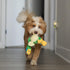 SPOT 14 Chirpies Plush Dog Toy Bird Sound Squeaky Toy for Small and Medium Dogs, Light to Moderate Chewers, Stretchy