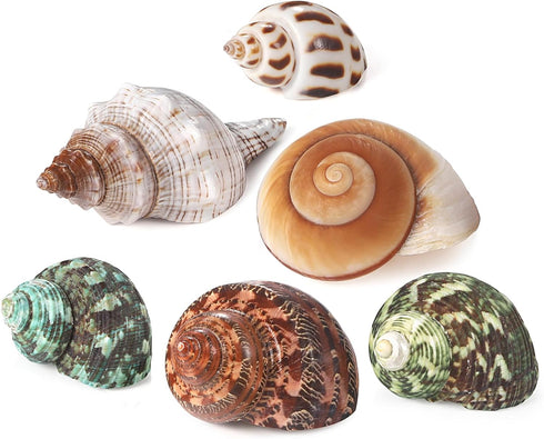 1.5-3.5", 6 0.5"-1.5" PPCLION Natural Hermit Crab Shells Turbo Sea Conch Shell for Dcor, Size: PCS. Opening