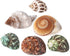 1.5-3.5", 6 0.5"-1.5" PPCLION Natural Hermit Crab Shells Turbo Sea Conch Shell for Dcor, Size: PCS. Opening