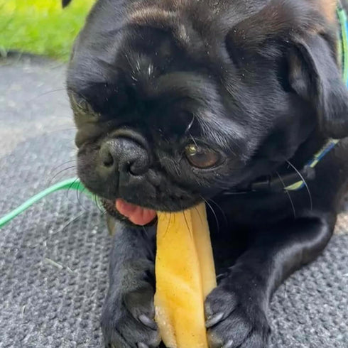 Pupford Yak Cheese Himalayan Dog Chews | Durable & Long-Lasting Chews for Aggressive Chewers