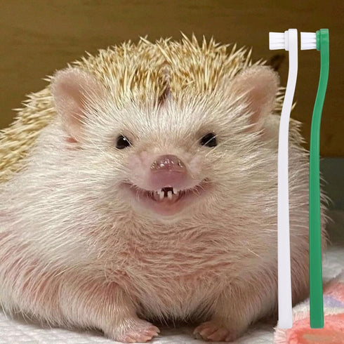 (2PC) Mini Pet Toothbrush Mini Head Soft Bristles Gentle Pet Toothbrush for Small Pets Dental Care Hedgehog Rat Ferret
