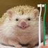 (2PC) Mini Pet Toothbrush Mini Head Soft Bristles Gentle Pet Toothbrush for Small Pets Dental Care Hedgehog Rat Ferret