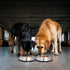 Iconic Pet Stainless Steel Non-Skid Pet Bowl, Rust Free, Odor Resistant for Dogs and Cats