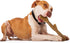 Powerbone Throw Stick - 12"
